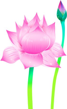鲜花装饰清新康乃馨唯美