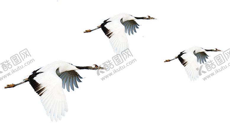 编号：97794009231722046493【酷图网】源文件下载-仙鹤元素