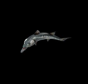 海洋生物
