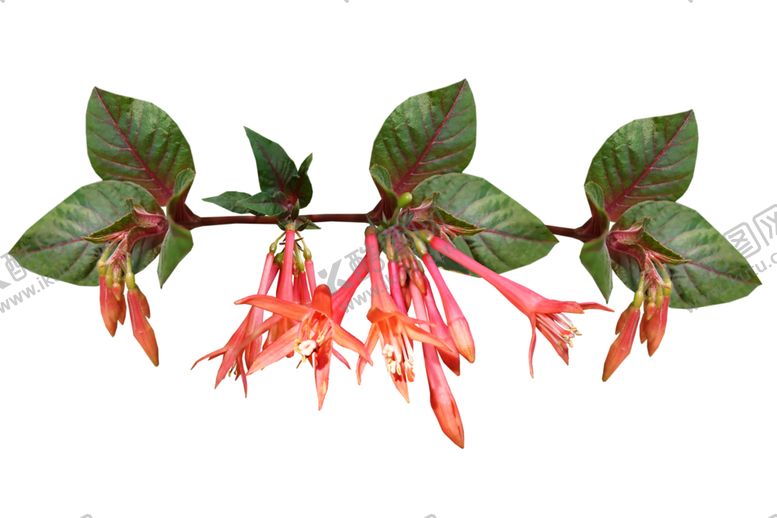 编号：93800309291223432460【酷图网】源文件下载-倒挂金钟