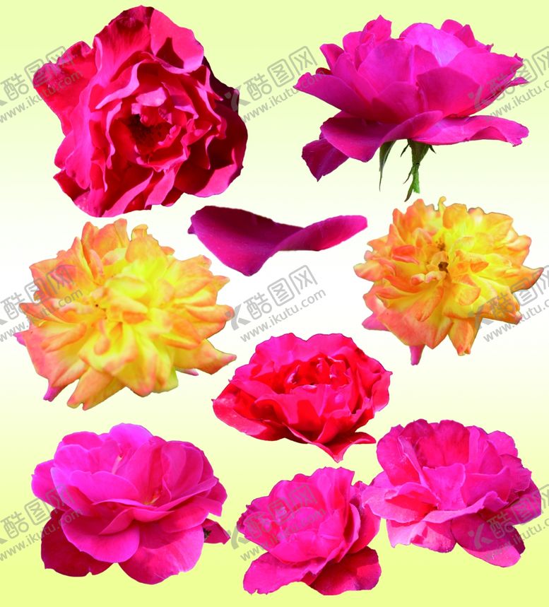 编号：96053010122104388861【酷图网】源文件下载-月季花