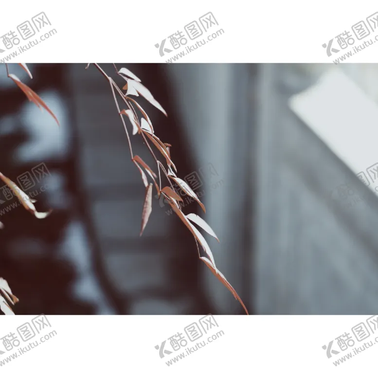 编号：79335101231904301801【酷图网】源文件下载-绿植绿叶树叶 