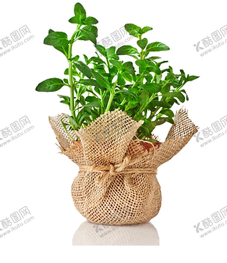 编号：28894209250013351316【酷图网】源文件下载-绿色装饰