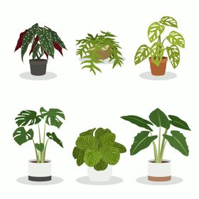 绿色植物画册