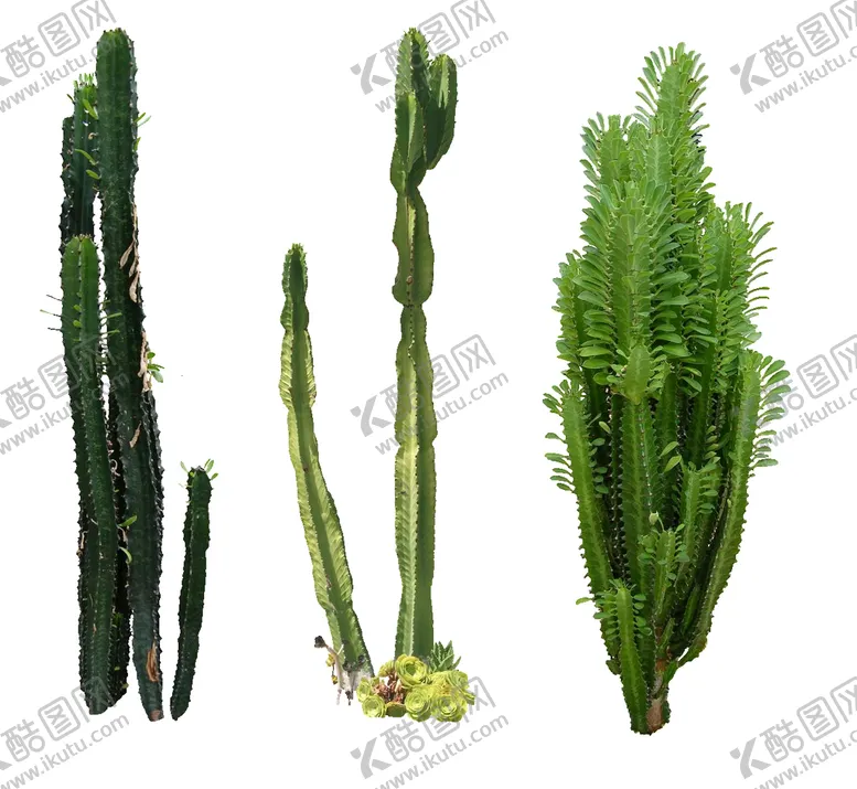 编号：51708409170620051862【酷图网】源文件下载-草丛 灌木 花 地被图片