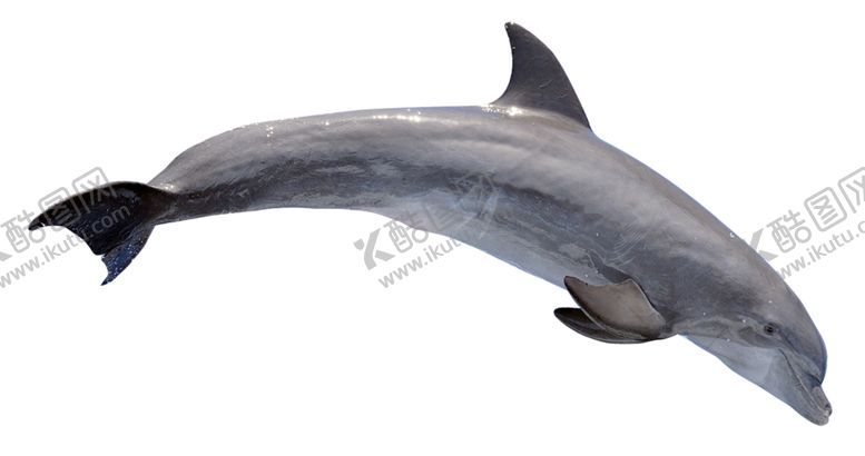 编号：37386010071527301992【酷图网】源文件下载-海豚