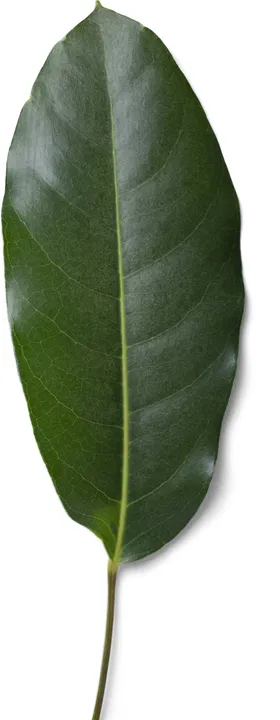 树叶植物子装饰木