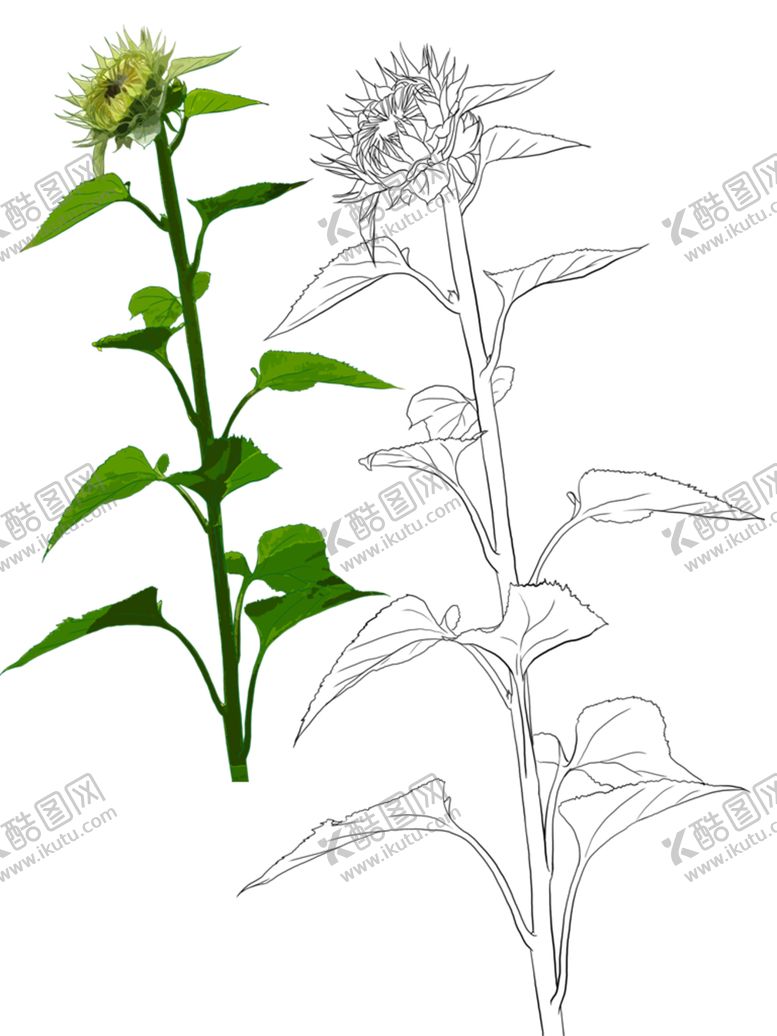 编号：79505205160039003711【酷图网】源文件下载-花卉素描
