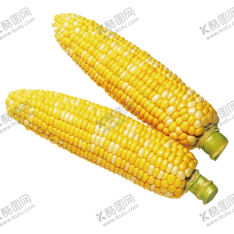 编号：69496404070423181715【酷图网】源文件下载-玉米
