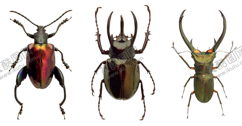 编号：41754610290045176985【酷图网】源文件下载-昆虫素材