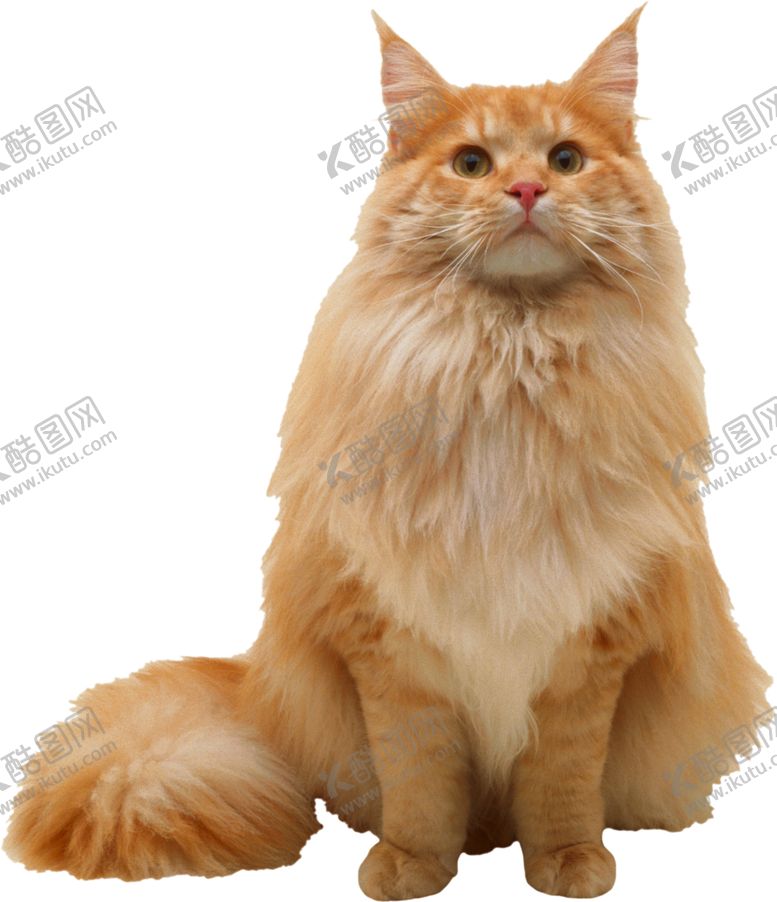 编号：23099707140059245901【酷图网】源文件下载-可爱动物猫咪