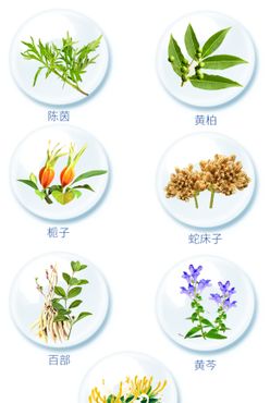 中草药素材合集