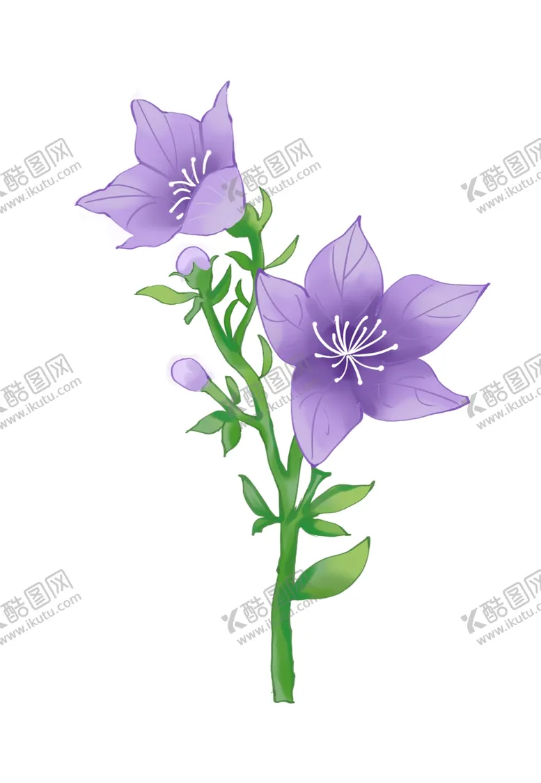 编号：30844403271611525800【酷图网】源文件下载-牵牛花素材