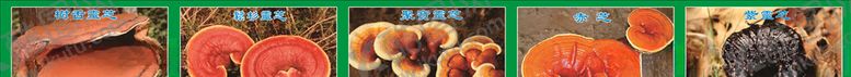 编号：51845309280544593368【酷图网】源文件下载-灵芝树舌灵芝松杉灵芝