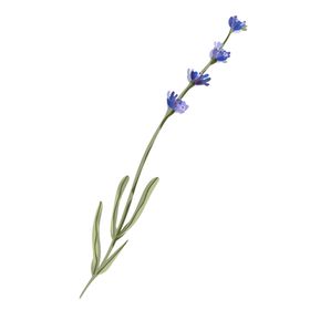 森系花枝