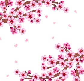樱花