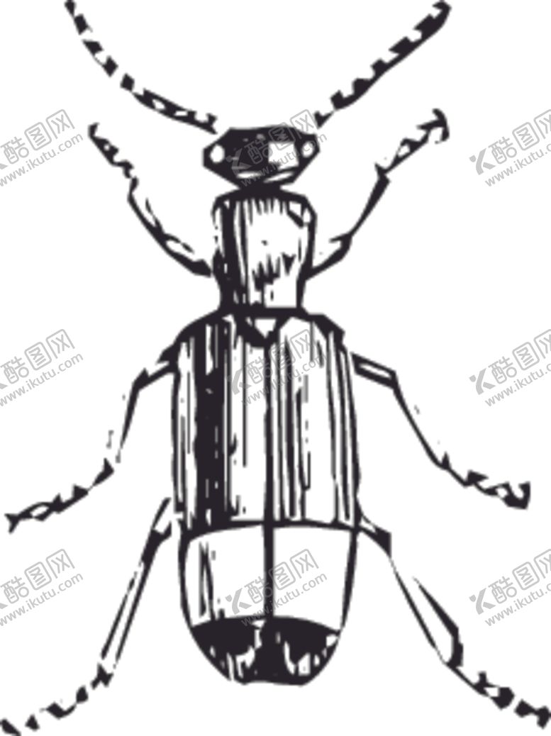编号：64043910240627501576【酷图网】源文件下载-自然昆虫标本插画