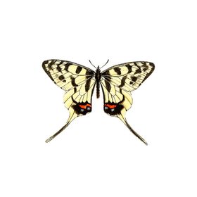 透明免扣高清蝴蝶