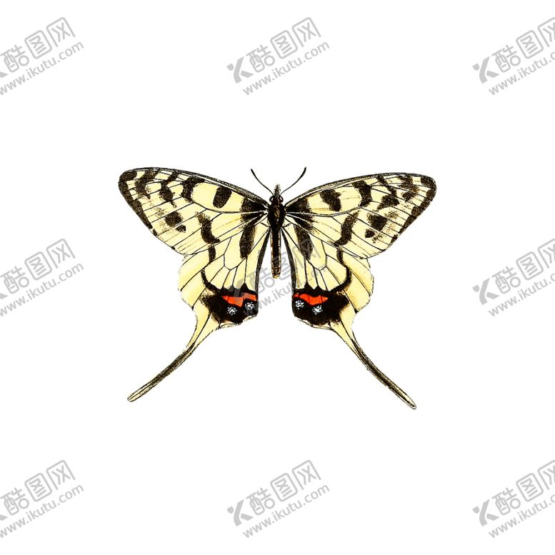 编号：54284406162118019797【酷图网】源文件下载-蝴蝶透明PNG免扣