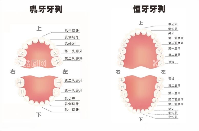 编号：10856412151546081984【酷图网】源文件下载-牙位排列