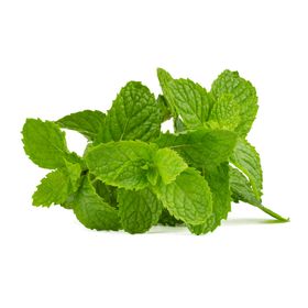 银丹草绿叶薄荷绘高清手绘