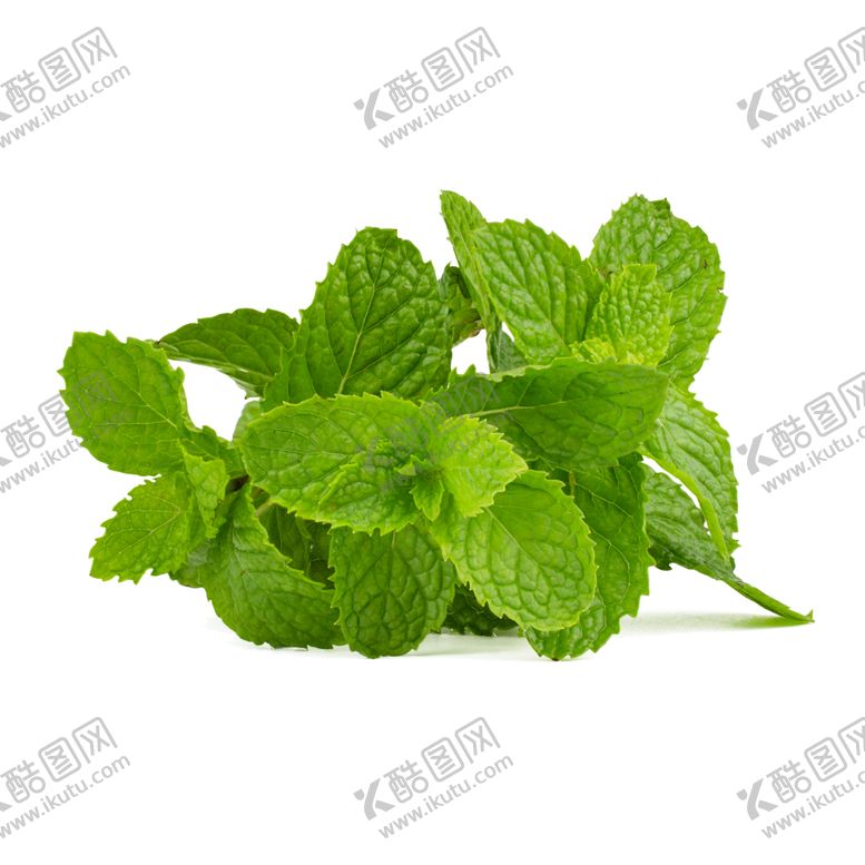 编号：25273807131148301381【酷图网】源文件下载-银丹草绿叶薄荷绘高清手绘