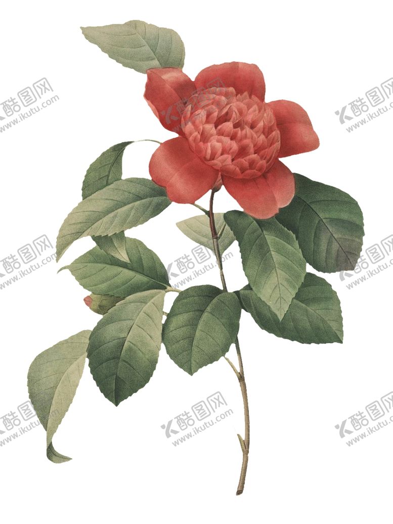 编号：62908509092006158925【酷图网】源文件下载-复古花