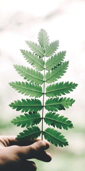 壁纸