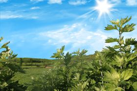 艾草种植园