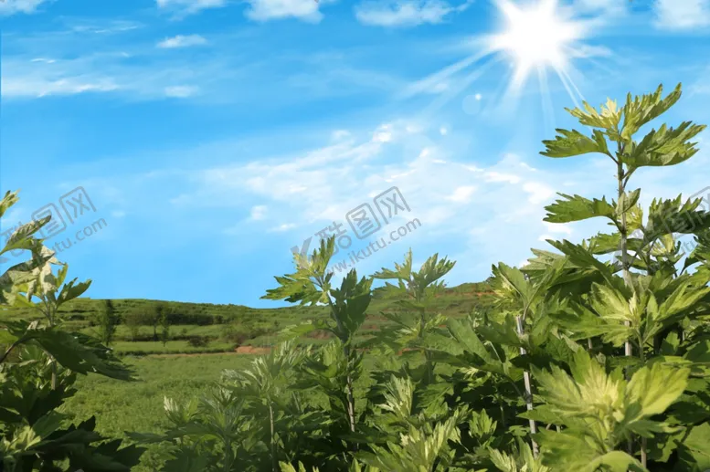 编号：97479105112038539157【酷图网】源文件下载-艾草种植园