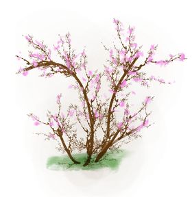 樱花装饰素材