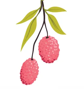 手绘荔枝插画
