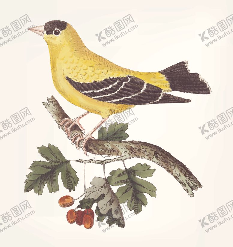 编号：64613610111759465207【酷图网】源文件下载-鸟类