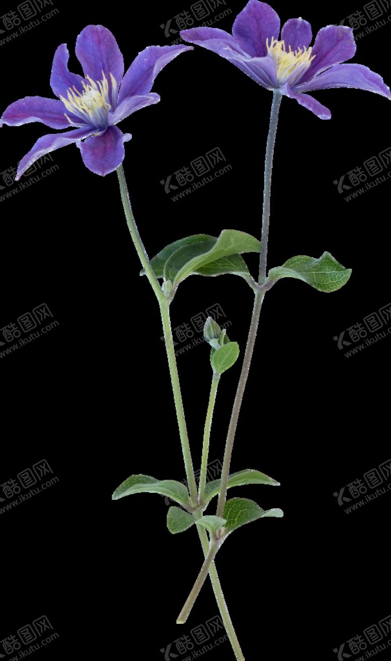 编号：63710411031251103898【酷图网】源文件下载-鲜花png .
