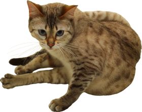 可爱动物猫咪