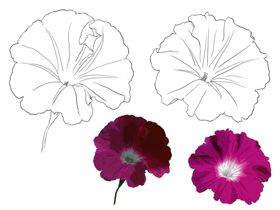 花卉素描