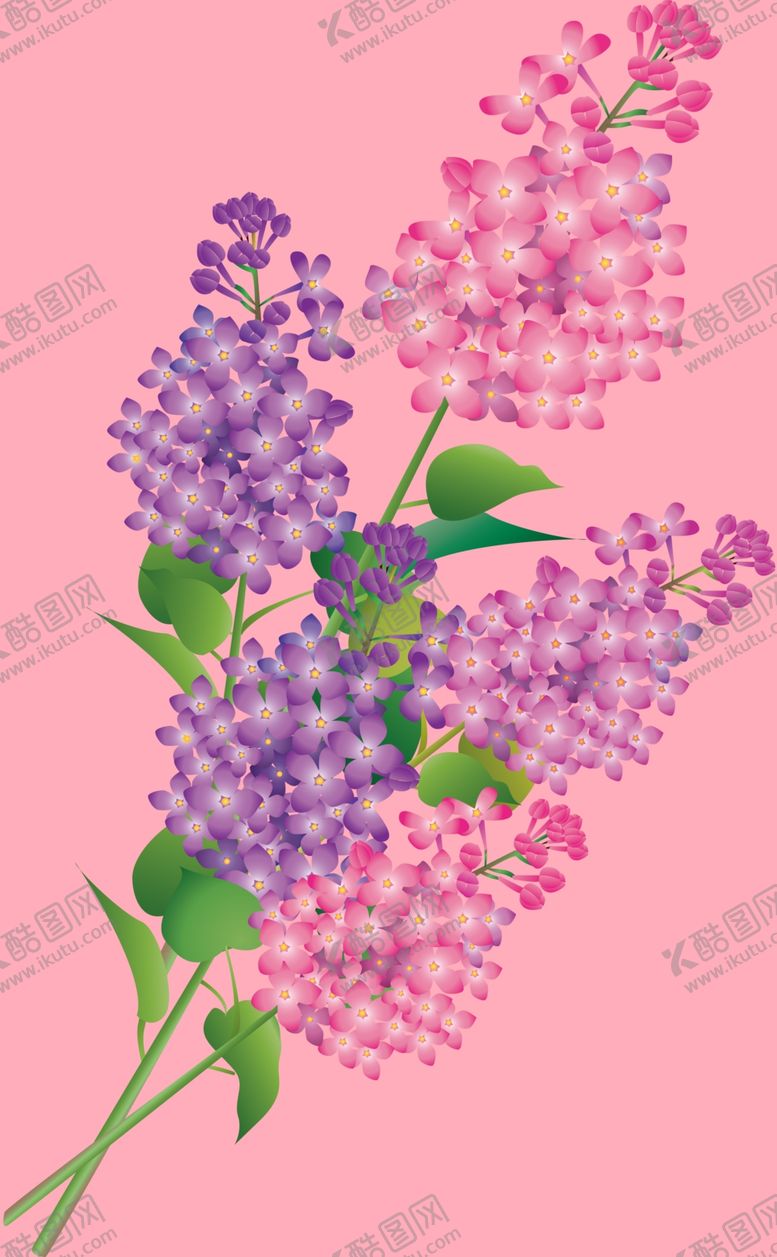 编号：59932612211803518495【酷图网】源文件下载-丁香花