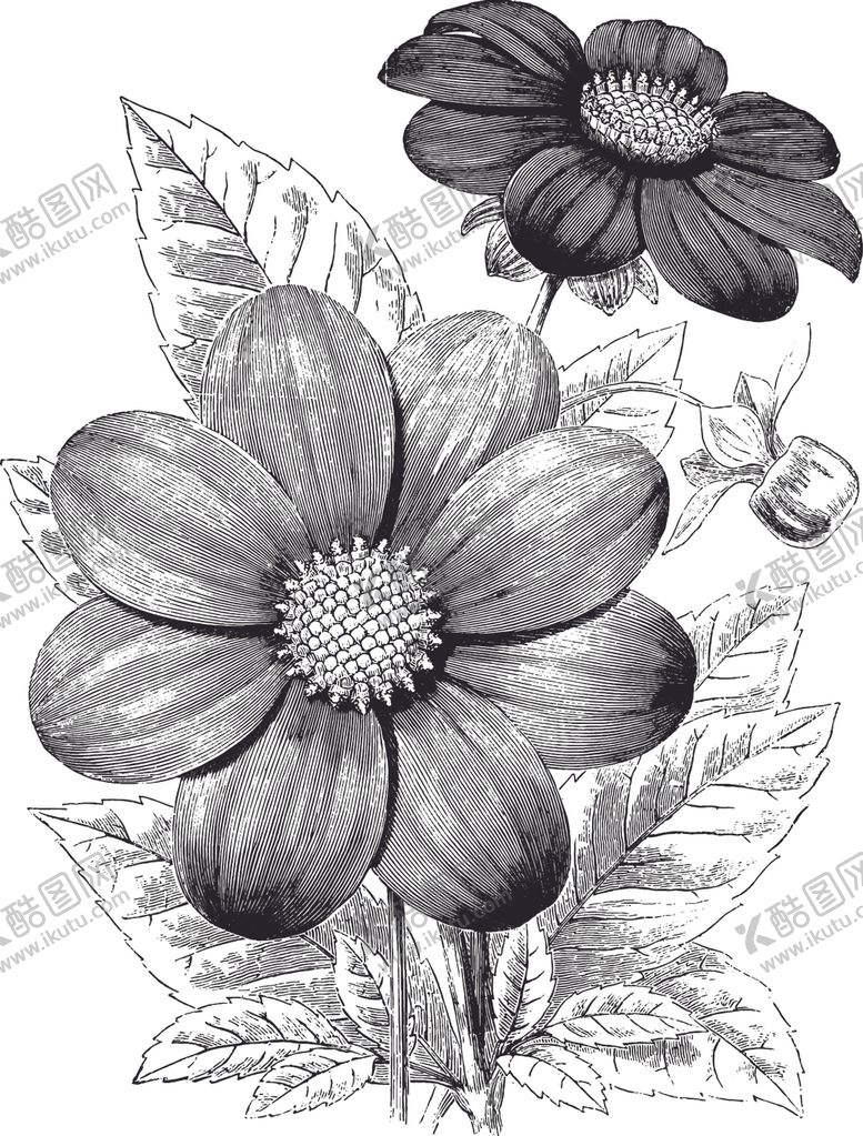编号：84397410050513357566【酷图网】源文件下载-线描植物