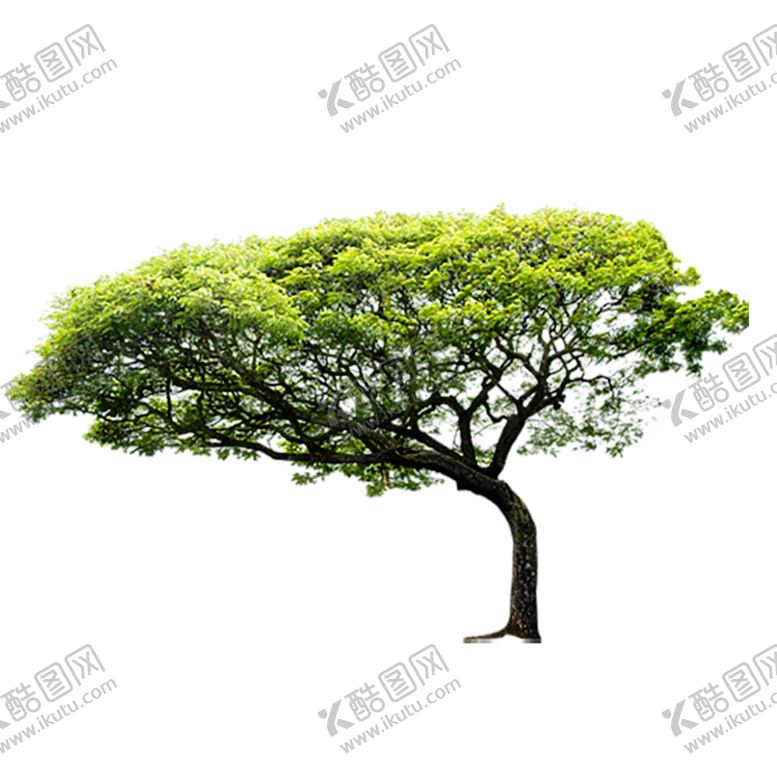 编号：48345506302054342751【酷图网】源文件下载-绿色植物