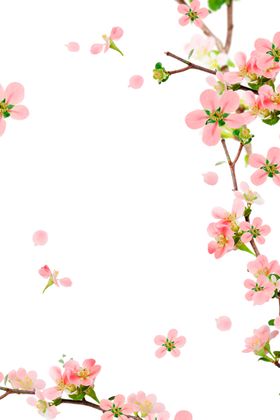 鲜花边框