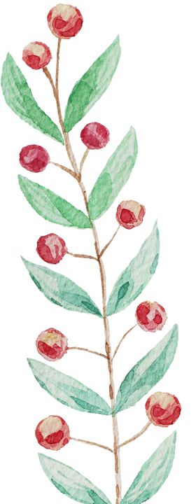 手绘植物水彩风水彩清新插图