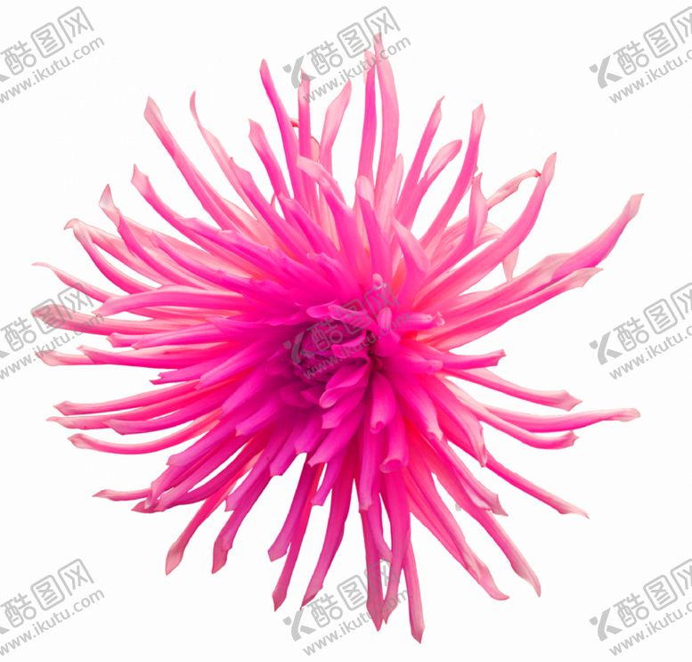 编号：57469810122250415804【酷图网】源文件下载-鲜花素材