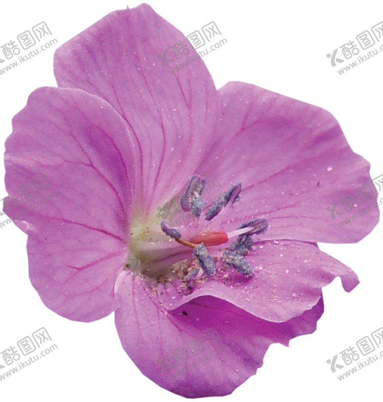 编号：88907109231508149520【酷图网】源文件下载-鲜花素材