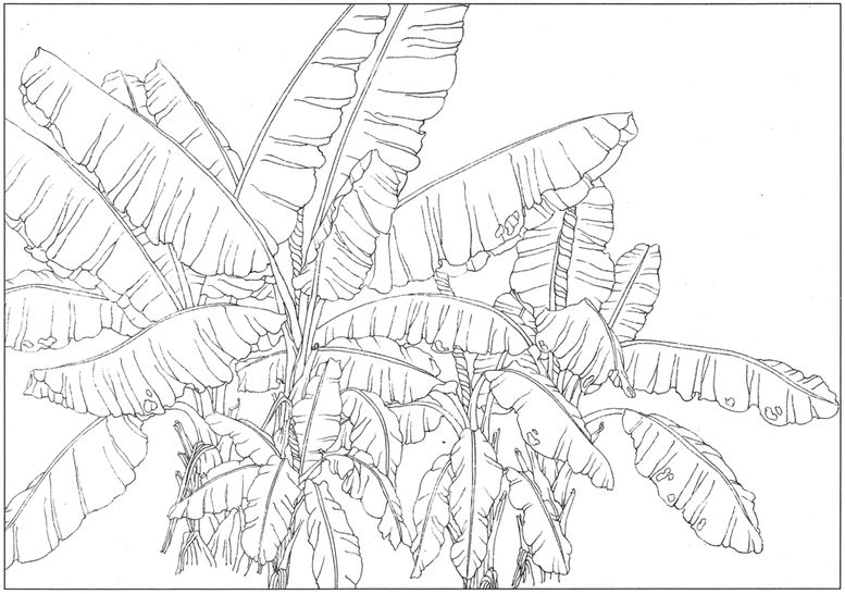 编号：73164209132049177180【酷图网】源文件下载-植物手绘插画