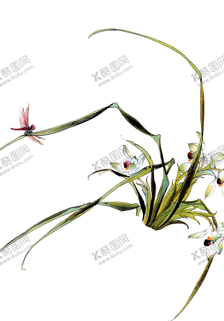 编号：82772501290553389771【酷图网】源文件下载-兰花
