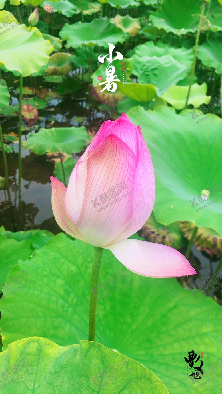 编号：60641407080430095141【酷图网】源文件下载-小暑荷花待放手机海报设计