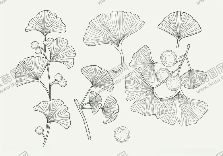 编号：29093704201548133226【酷图网】源文件下载-银杏