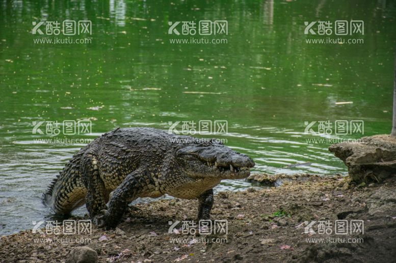 编号：24440912160032348855【酷图网】源文件下载-鳄鱼