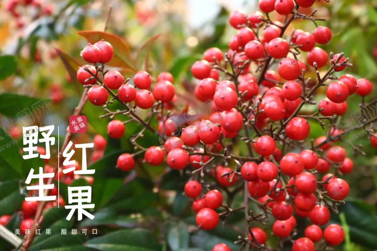编号：54448712081126375964【酷图网】源文件下载-红果