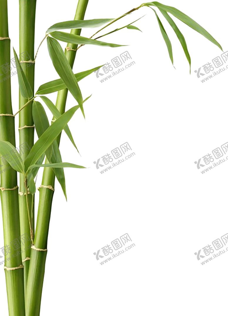 编号：50156907060139053936【酷图网】源文件下载-绿色装饰